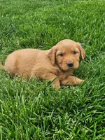Jake, a female Golden Retriever for sale in Montgomery, IN – Photo 1 of 6