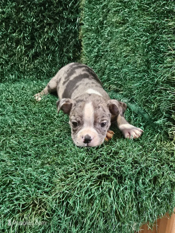 Lilly – Boston Terrier puppy for sale in Montgomery, IN