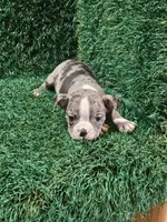 Lilly, a female Boston Terrier for sale in Montgomery, IN – 1 of 2