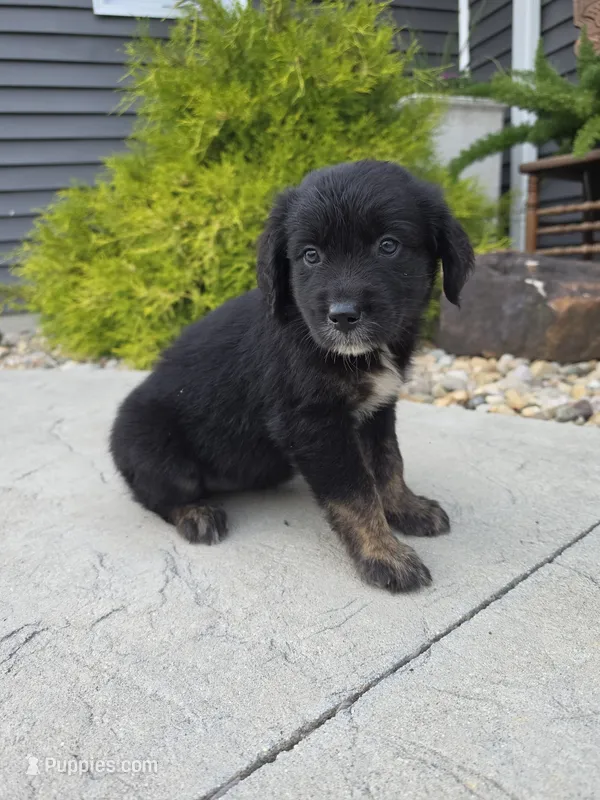 Milo – Aussiedoodle puppy for sale in Montgomery, IN