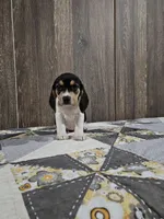 Paige, a female Beagle for sale in Montgomery, IN – Photo 3 of 3