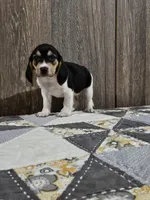 Paige, a female Beagle for sale in Montgomery, IN – Photo 1 of 3