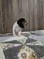 Paige, a female Beagle for sale in Montgomery, IN – Photo 2 of 3