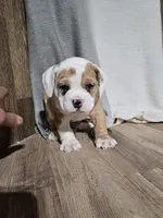 Harry, a male English Bulldog for sale in Montgomery, IN – Photo 3 of 4