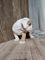 Harry, a male English Bulldog for sale in Montgomery, IN – Photo 4 of 4