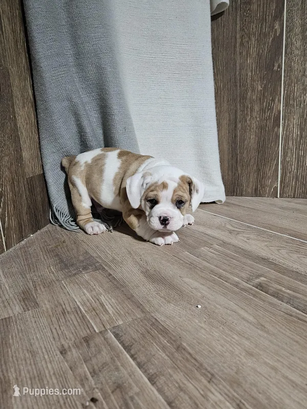 Harry – English Bulldog puppy for sale in Montgomery, IN