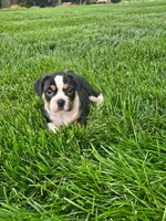 Clare, a female English Bulldog for sale in Montgomery, IN – 5 of 5