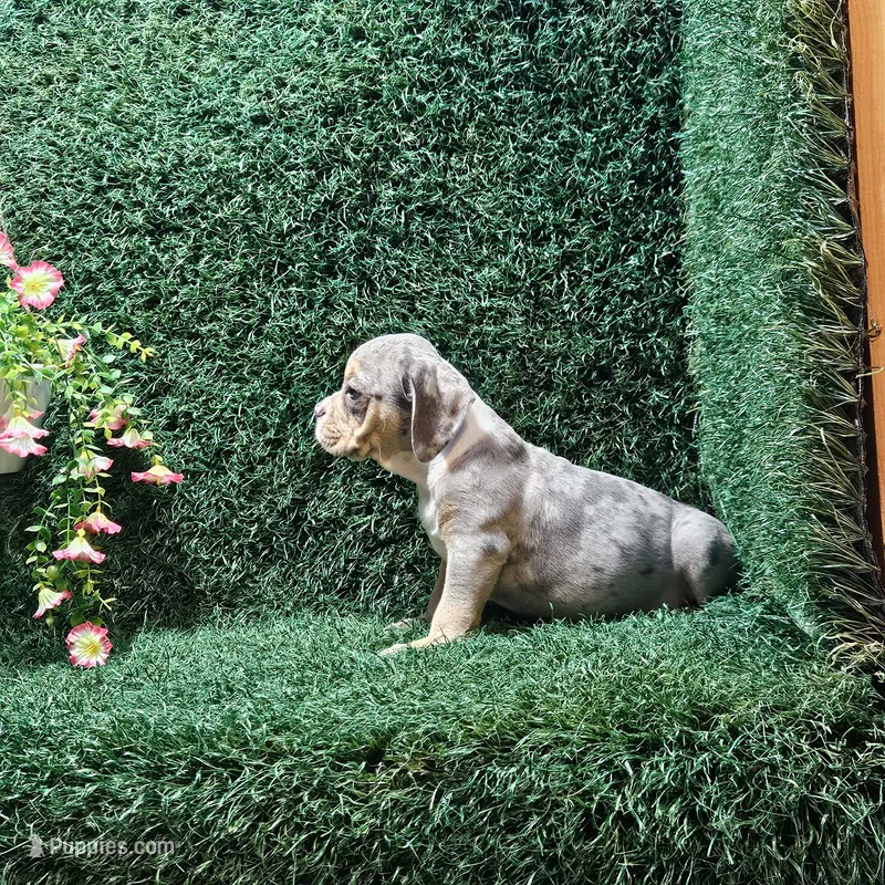 Lance – English Bulldog puppy for sale in Montgomery, IN