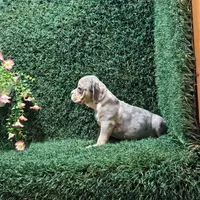 Lance, a male English Bulldog for sale in Montgomery, IN – 1 of 2