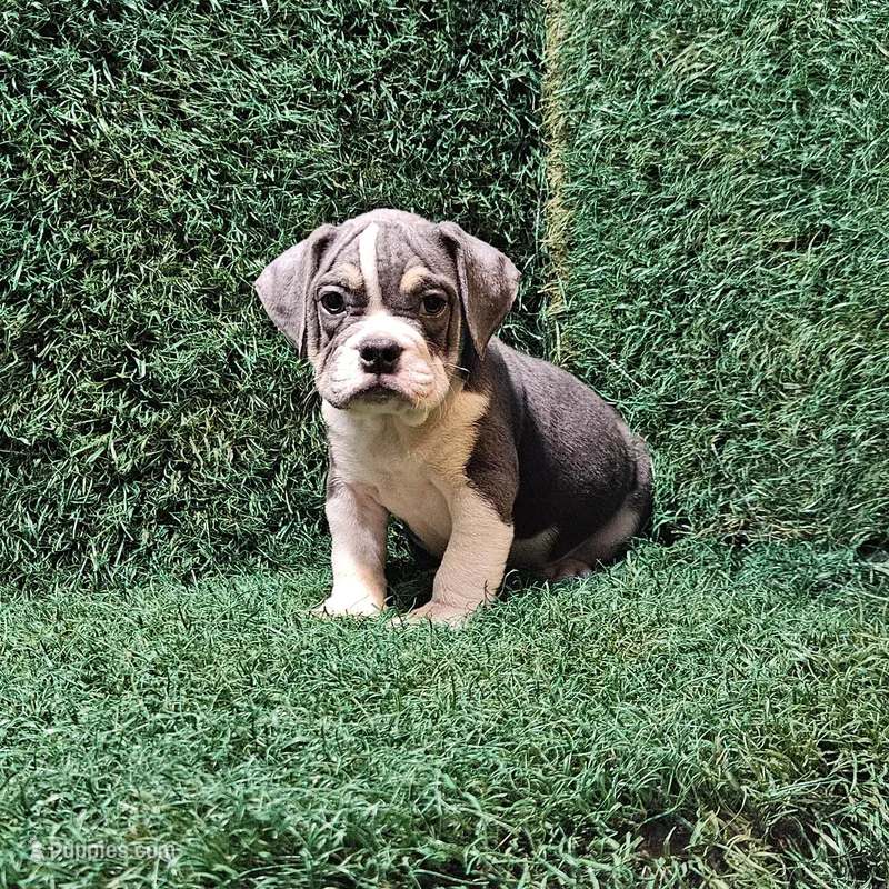 Lacey – English Bulldog puppy for sale in Montgomery, IN