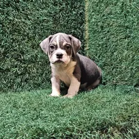Lacey, a female English Bulldog for sale in Montgomery, IN – 1 of 2