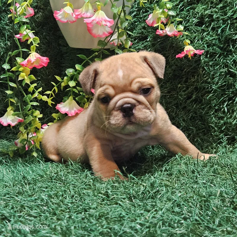 Nathan – English Bulldog puppy for sale in Montgomery, IN