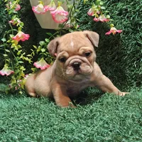 Nathan, a male English Bulldog for sale in Montgomery, IN – 1 of 2