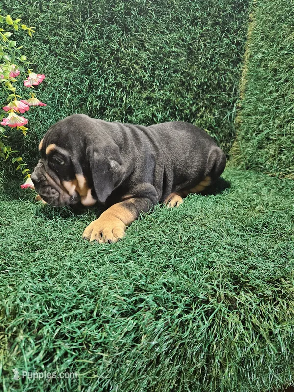 Chase – English Bulldog puppy for sale in Montgomery, IN