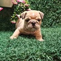 Nick, a male English Bulldog for sale in Montgomery, IN – 2 of 2