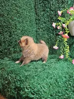 Lucy, a female Pomeranian for sale in Montgomery, IN – 3 of 3