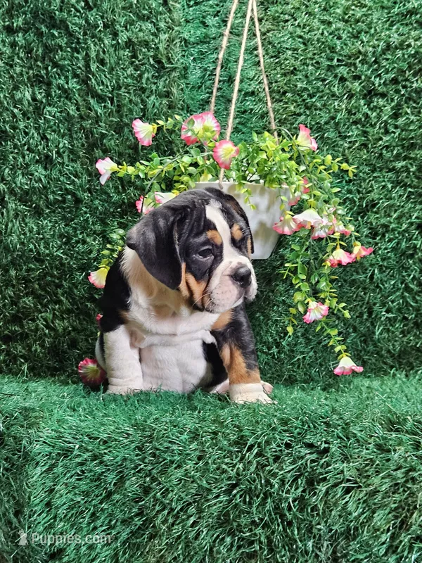 Cheyenne – English Bulldog puppy for sale in Montgomery, IN