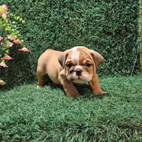 Haden, a male English Bulldog for sale in Montgomery, IN – 2 of 2