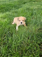 Clint, a male English Bulldog for sale in Montgomery, IN – 2 of 3