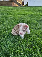 Jamin, a male Boston Terrier for sale in Montgomery, IN – Photo 6 of 6