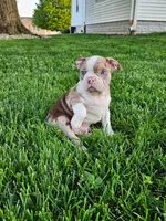 Jamin, a male Boston Terrier for sale in Montgomery, IN – Photo 1 of 6