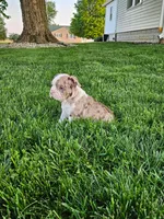 Jamin, a male Boston Terrier for sale in Montgomery, IN – Photo 2 of 6