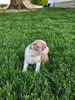 Jamin, a male Boston Terrier for sale in Montgomery, IN – Photo 5 of 6