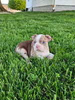 Jamin, a male Boston Terrier for sale in Montgomery, IN – Photo 3 of 6