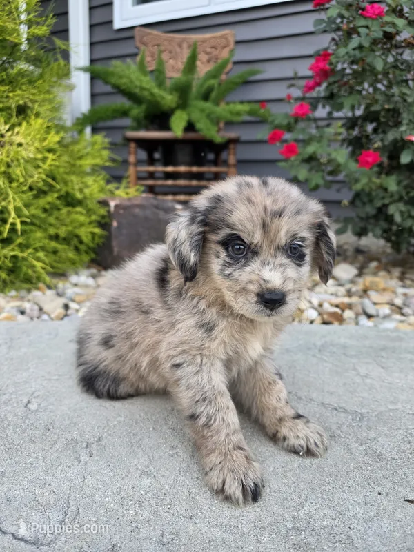 Max – Aussiedoodle puppy for sale in Montgomery, IN