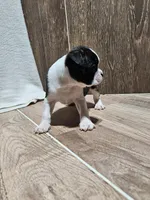 Sally, a female Boston Terrier for sale in Montgomery, IN – Photo 3 of 4