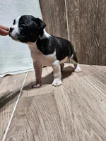 Sally, a female Boston Terrier for sale in Montgomery, IN – Photo 4 of 4