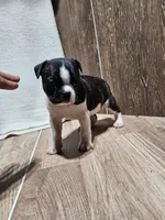 Sally, a female Boston Terrier for sale in Montgomery, IN – Photo 2 of 4