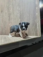 Sally, a female Boston Terrier for sale in Montgomery, IN – Photo 1 of 4