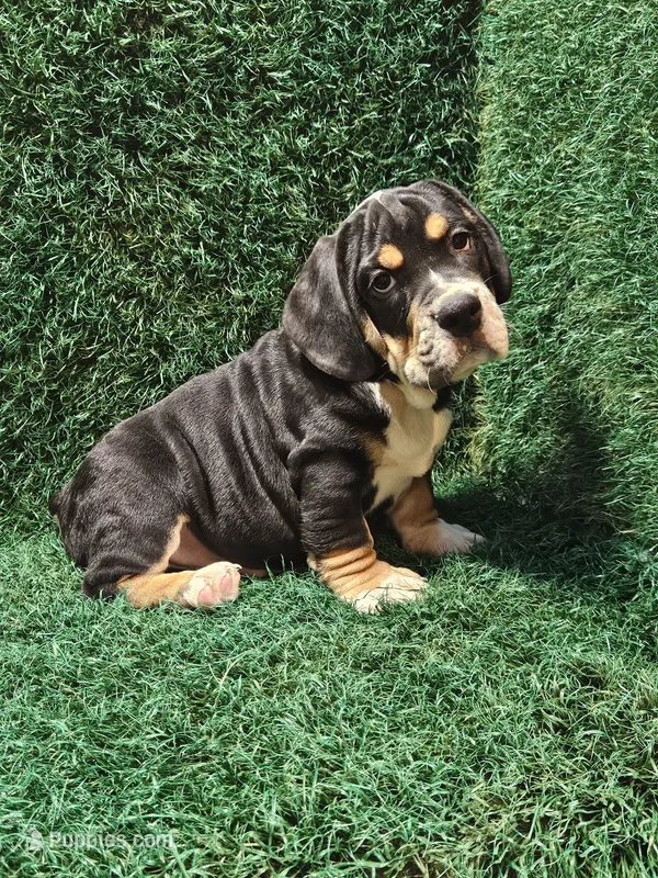 Cleo – English Bulldog puppy for sale in Montgomery, IN