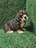 Cleo, a male English Bulldog for sale in Montgomery, IN – 1 of 3