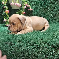 Leo, a male English Bulldog for sale in Montgomery, IN – 2 of 2