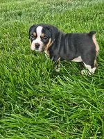 Clare, a female English Bulldog for sale in Montgomery, IN – 3 of 5