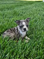 Hazel, a female Boston Terrier for sale in Montgomery, IN – 3 of 4