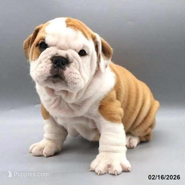 Darv – English Bulldog puppy for sale in Montgomery, IN