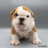 Darv, a male English Bulldog for sale in Montgomery, IN – Photo 2 of 2