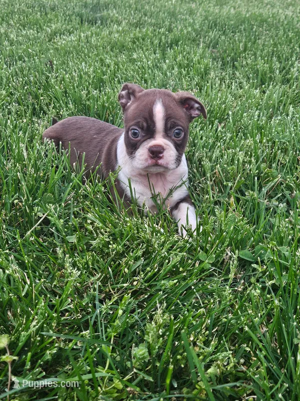 Malaya – Boston Terrier puppy for sale in Montgomery, IN