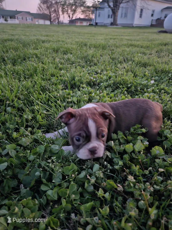 Malaya – Boston Terrier puppy for sale in Montgomery, IN
