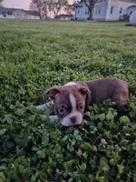 Malaya, a male Boston Terrier for sale in Montgomery, IN – Photo 1 of 2