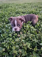 Malaya, a male Boston Terrier for sale in Montgomery, IN – Photo 2 of 2