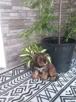 Jase, a male Cavapoo for sale in Montgomery, IN – 3 of 3