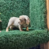 Macy, a female English Bulldog for sale in Montgomery, IN – 2 of 2