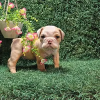 Ace, a male English Bulldog for sale in Montgomery, IN – 2 of 2