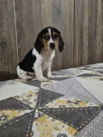 Liam, a male Beagle for sale in Montgomery, IN – Photo 3 of 5