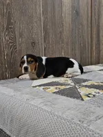 Liam, a male Beagle for sale in Montgomery, IN – Photo 5 of 5