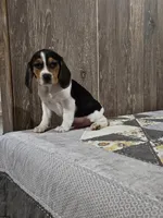 Liam, a male Beagle for sale in Montgomery, IN – Photo 1 of 5